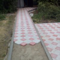 Клевер Краковский